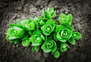 Denver CO Reproductive Mental Health