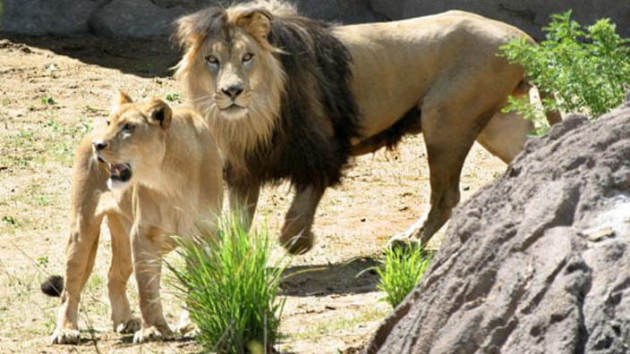 Denver Zoo